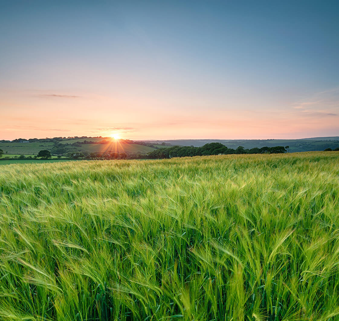 Sunset over a grassy meadow