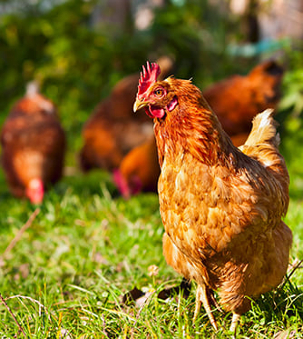Flock of chickens grazing on the grass